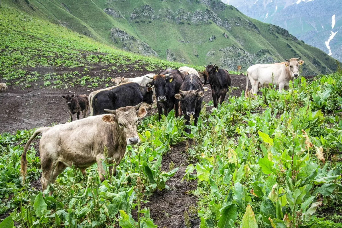 Sary-Chelek Horse Trek (4 Days), Makmal Pass - Jalal-Abad Region, Kyrgyzstan