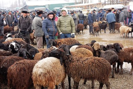 Jalal-Abad_city_cattle_market Jalal-Abad City Guide, Animal Market - Kyrgyzstan